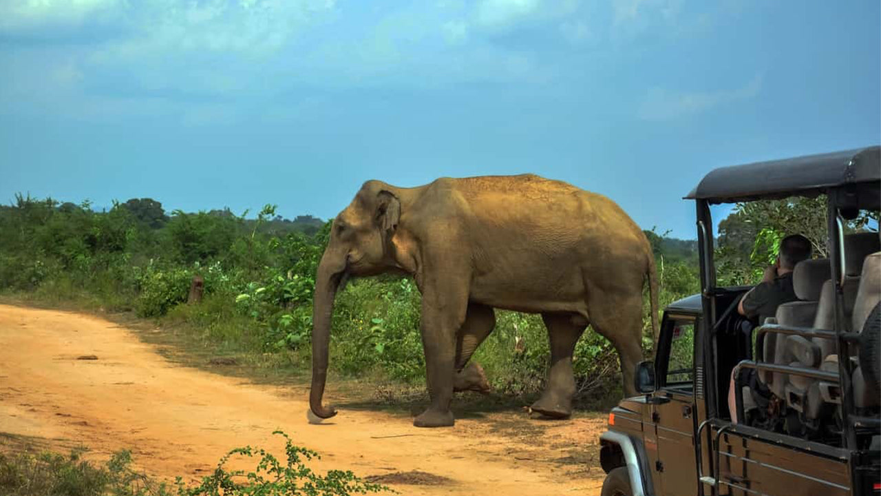 උඩවලව ජාතික වනෝද්‍යාන සෆාරි අහංගම සිට
