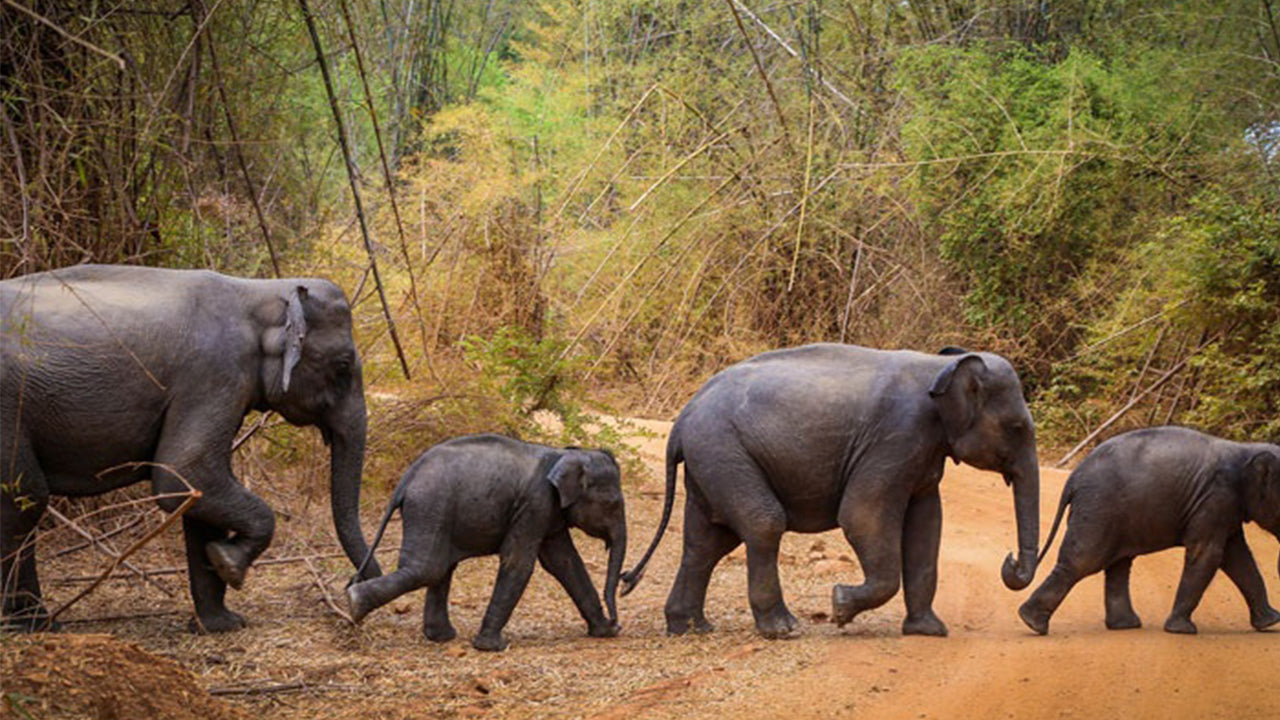 මහනුවර සිට වස්ගමුව ජාතික වනෝද්‍යාන සෆාරියක්