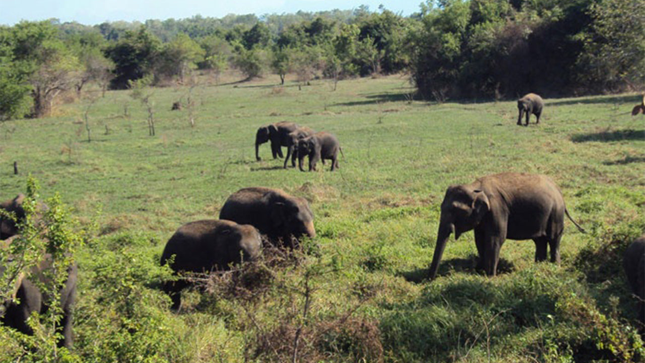 මහනුවර සිට වස්ගමුව ජාතික වනෝද්‍යාන සෆාරියක්