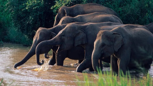 මහනුවර සිට වස්ගමුව ජාතික වනෝද්‍යාන සෆාරියක්