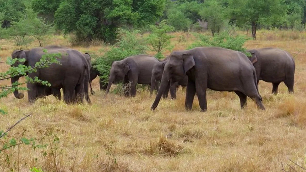මහනුවර සිට වස්ගමුව ජාතික වනෝද්‍යාන සෆාරියක්