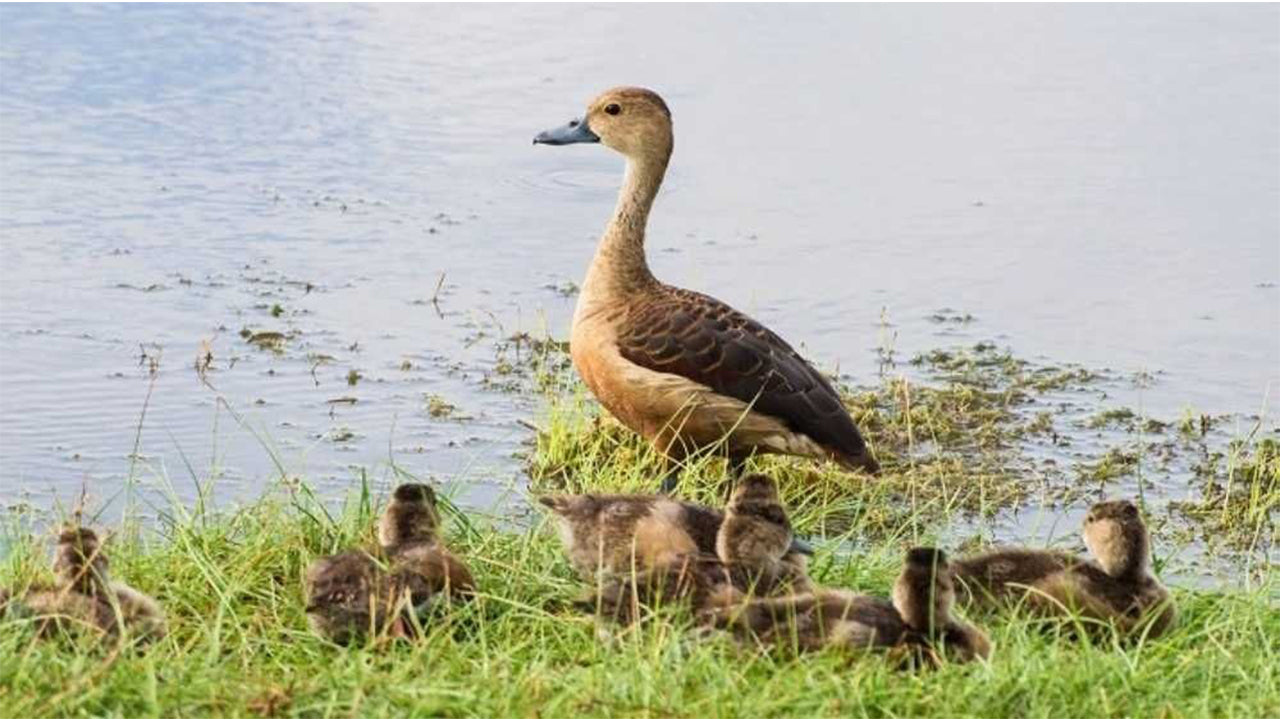 මහනුවර සිට වස්ගමුව ජාතික වනෝද්‍යාන සෆාරියක්