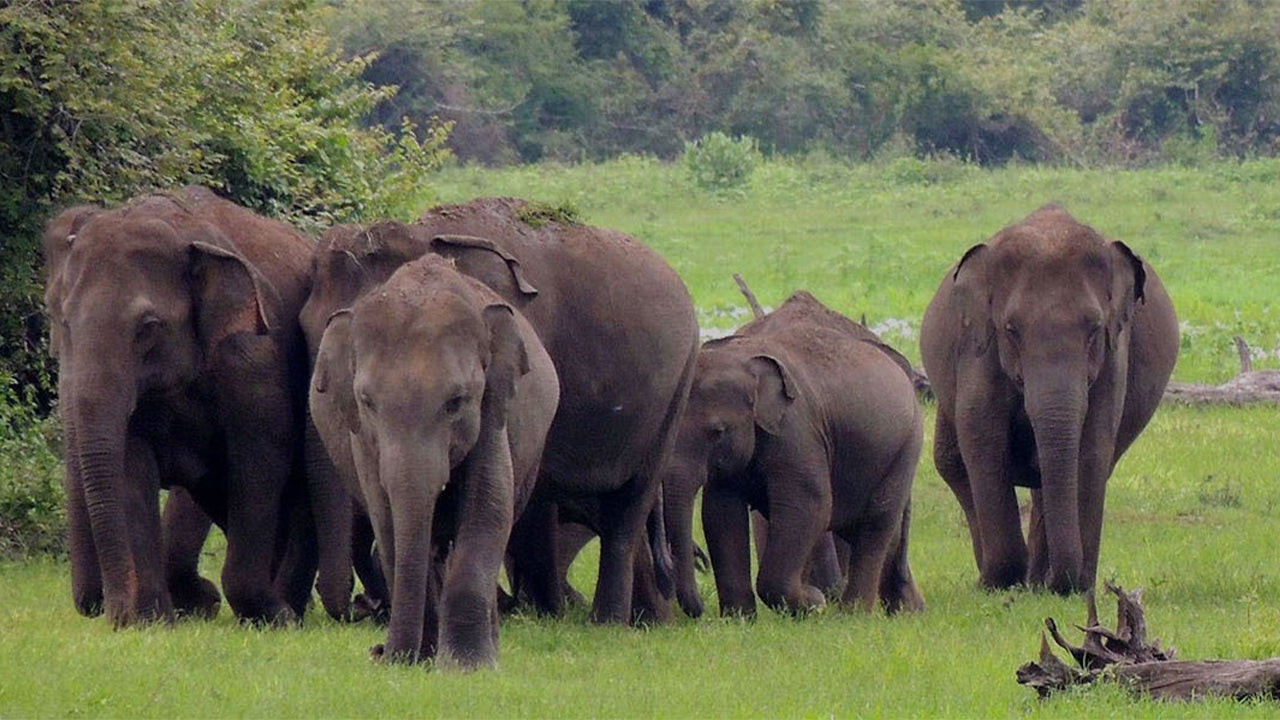 මහනුවර සිට වස්ගමුව ජාතික වනෝද්‍යාන සෆාරියක්