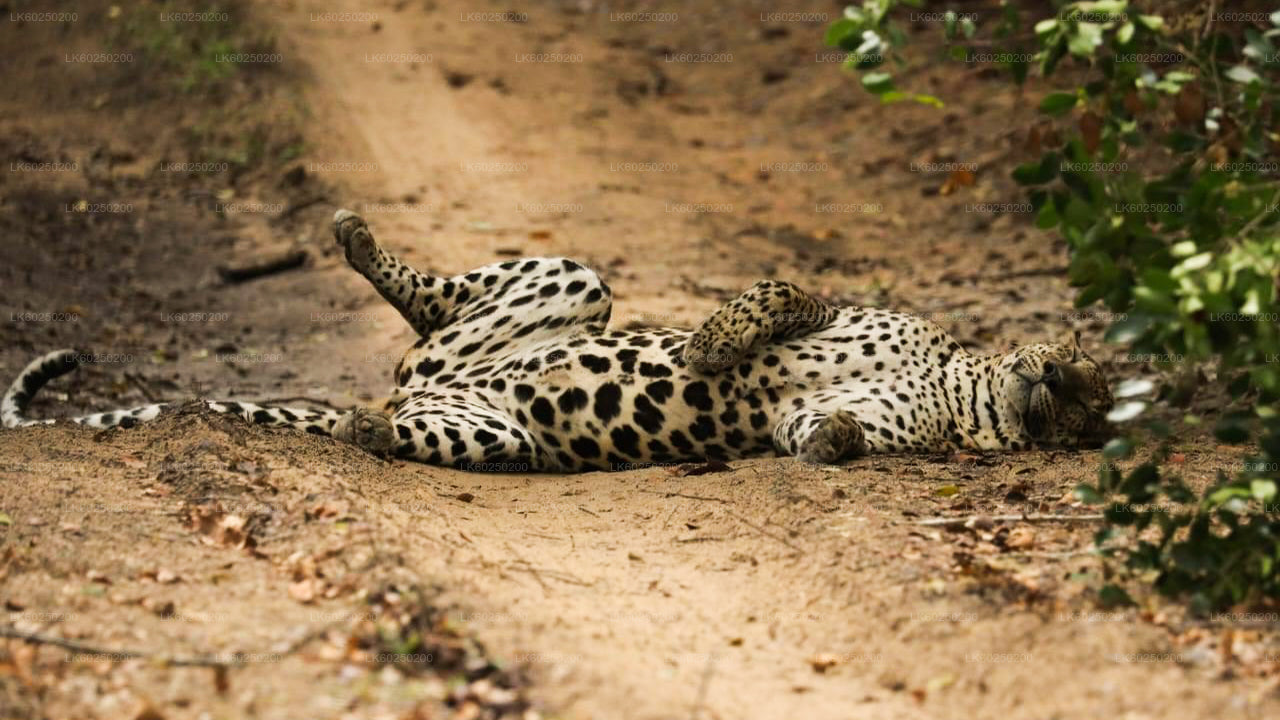 උණවටුන සිට යාල ජාතික වනෝද්‍යාන සෆාරි