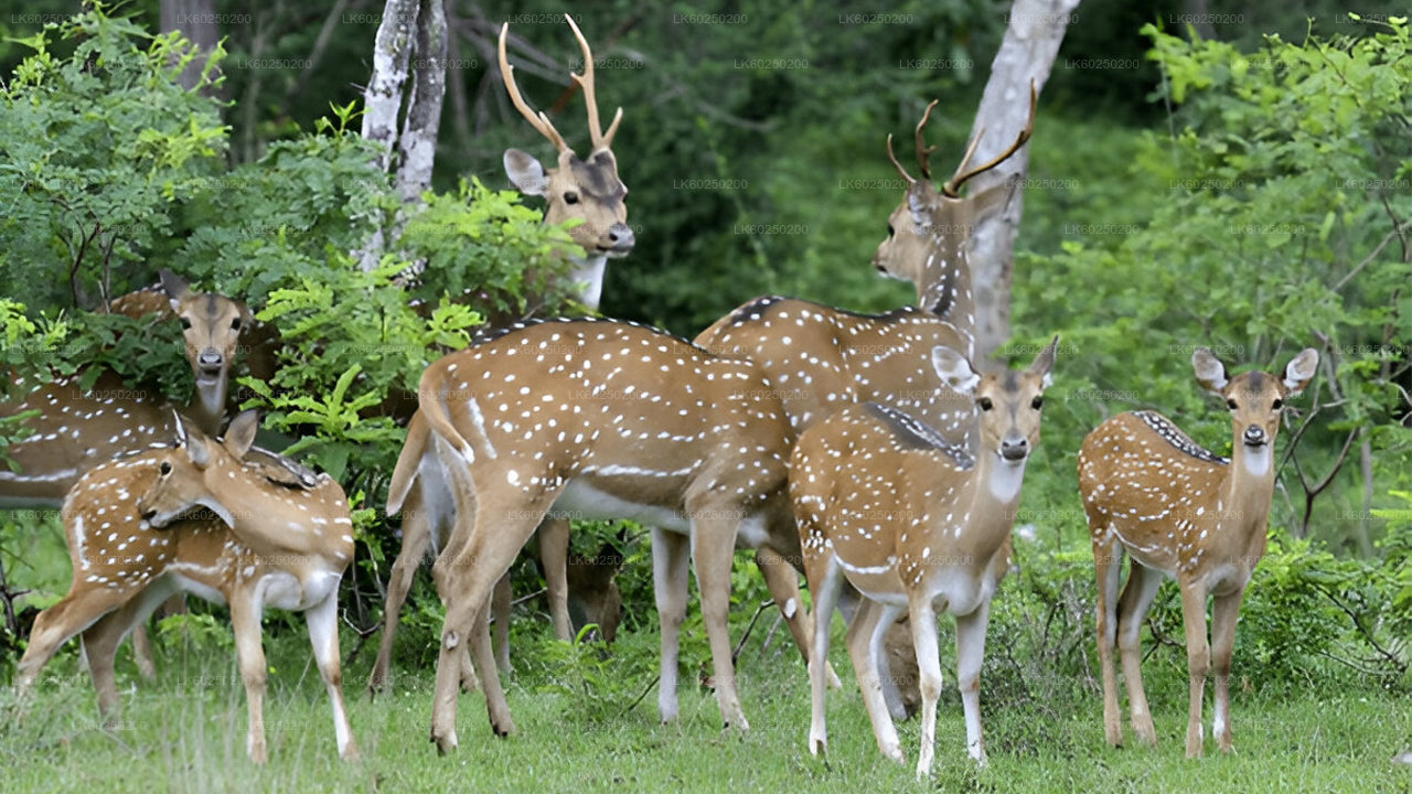 උණවටුන සිට යාල ජාතික වනෝද්‍යාන සෆාරි