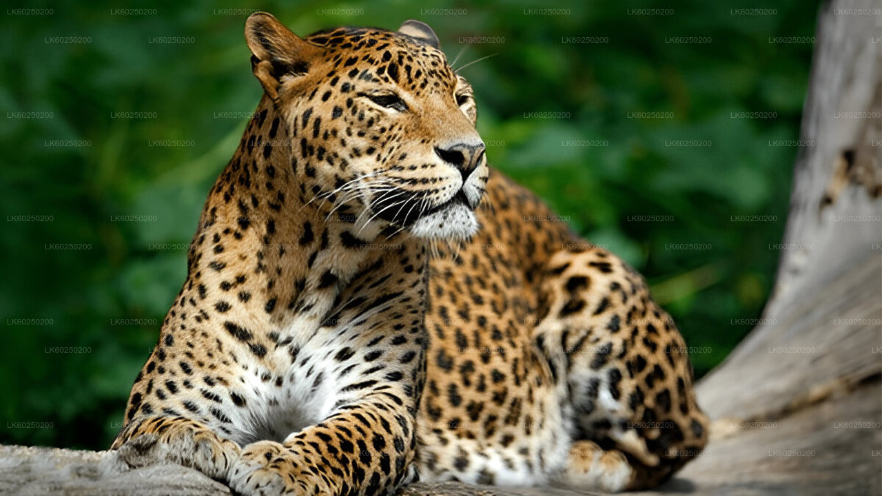 උණවටුන සිට යාල ජාතික වනෝද්‍යාන සෆාරි