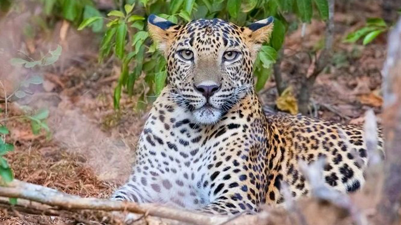 යාල ජාතික වනෝද්‍යාන සෆාරි වැලිගම සිට