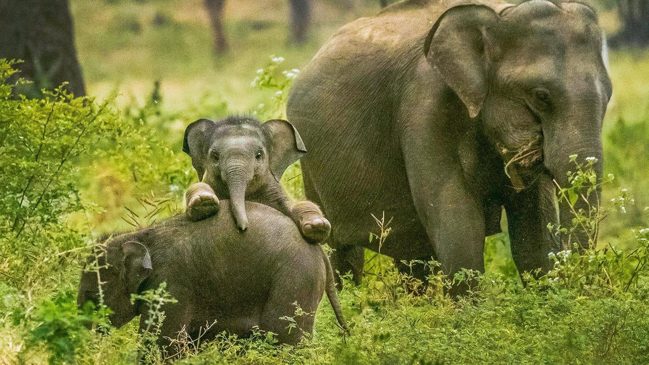 යාල ජාතික වනෝද්‍යාන සෆාරි වැලිගම සිට
