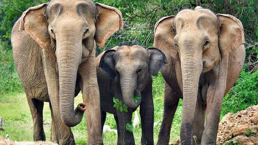 යාල ජාතික වනෝද්‍යාන සෆාරි වැලිගම සිට