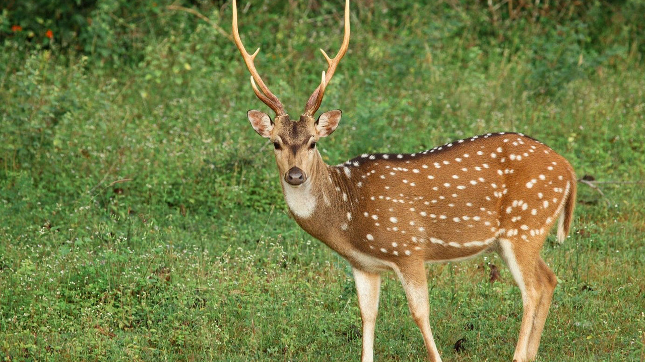 යාල ජාතික වනෝද්‍යාන සෆාරි වැලිගම සිට