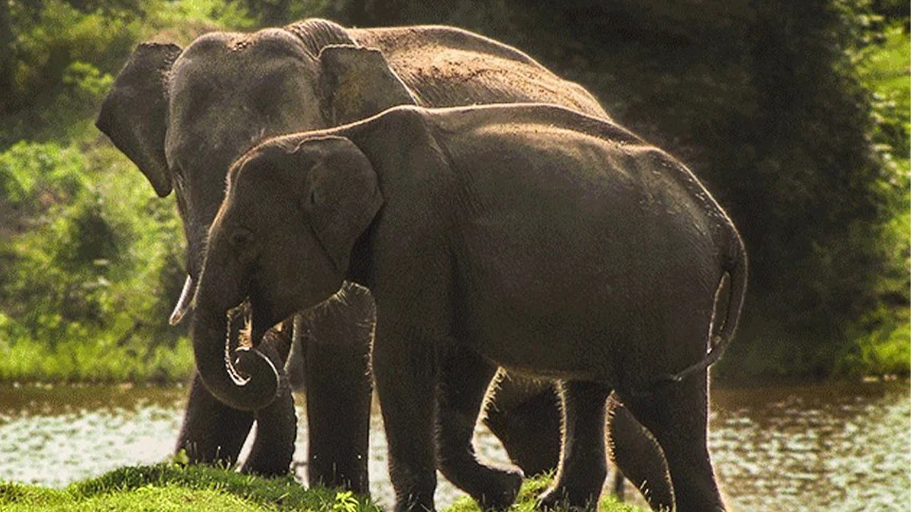 යාල ජාතික වනෝද්‍යාන සෆාරි වැලිගම සිට