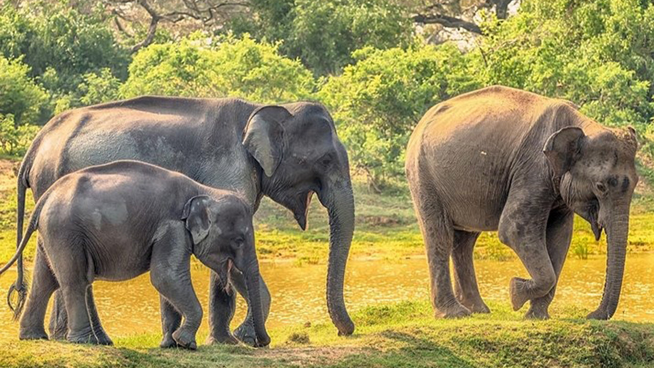 යාල ජාතික වනෝද්‍යාන සෆාරි වැලිගම සිට