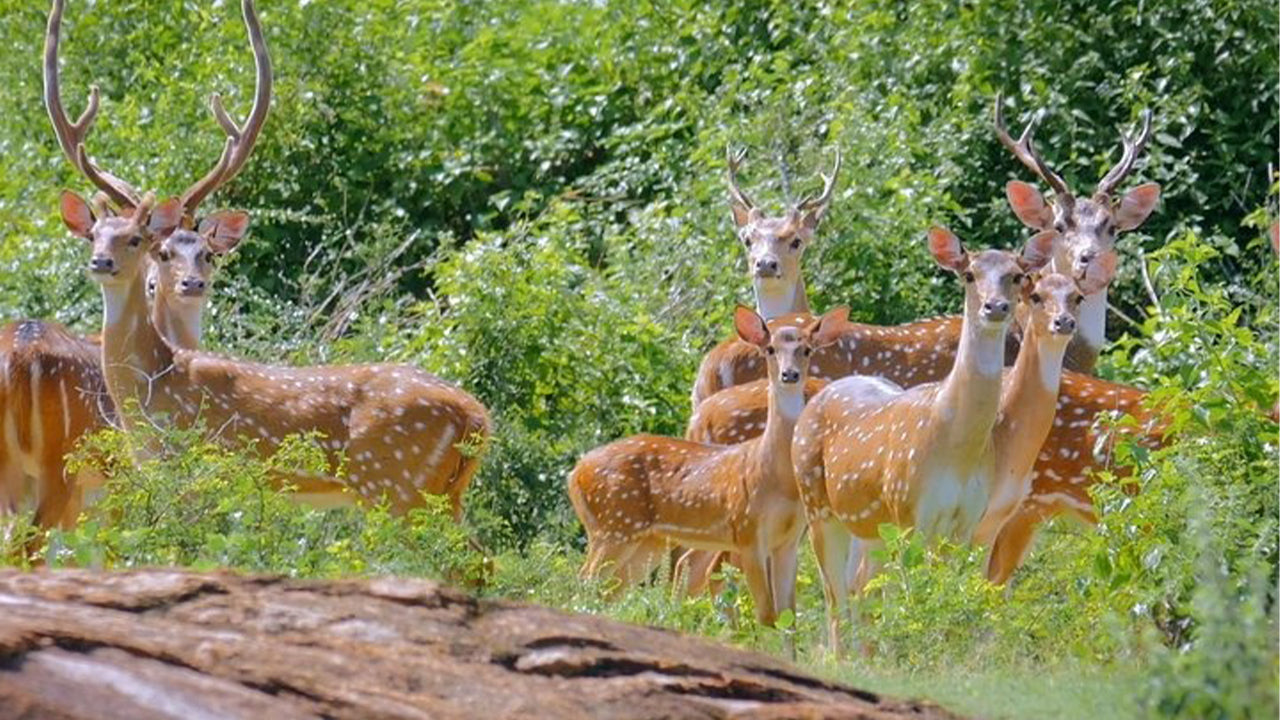 යාල ජාතික වනෝද්‍යාන සෆාරි වැලිගම සිට