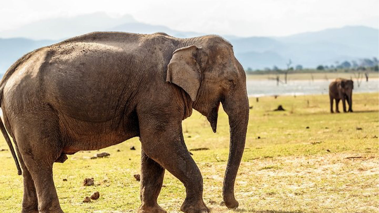 උඩවලව ජාතික වනෝද්‍යාන සෆාරි මිරිස්සෙන්