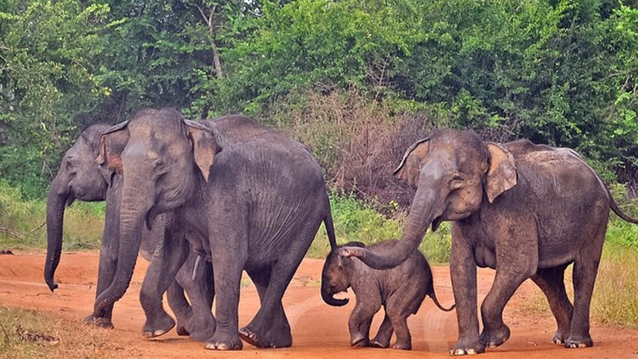 උඩවලව ජාතික වනෝද්‍යාන සෆාරි මිරිස්සෙන්