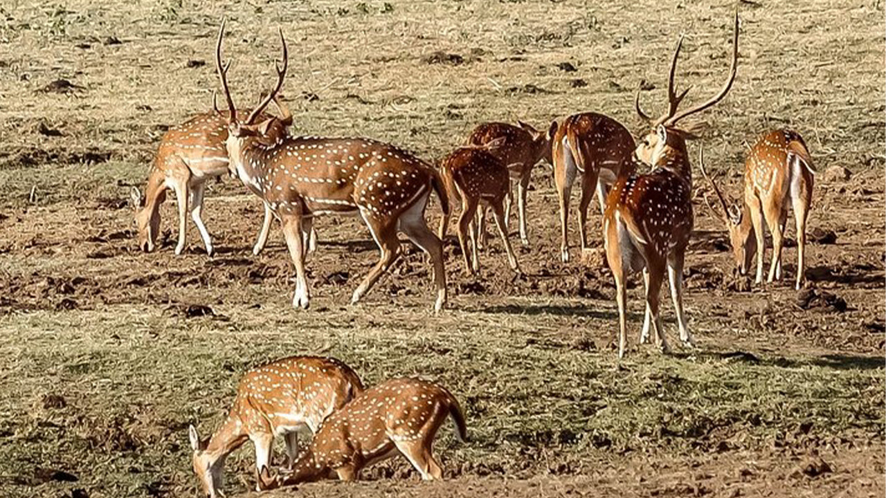 උඩවලව ජාතික වනෝද්‍යාන සෆාරි මිරිස්සෙන්