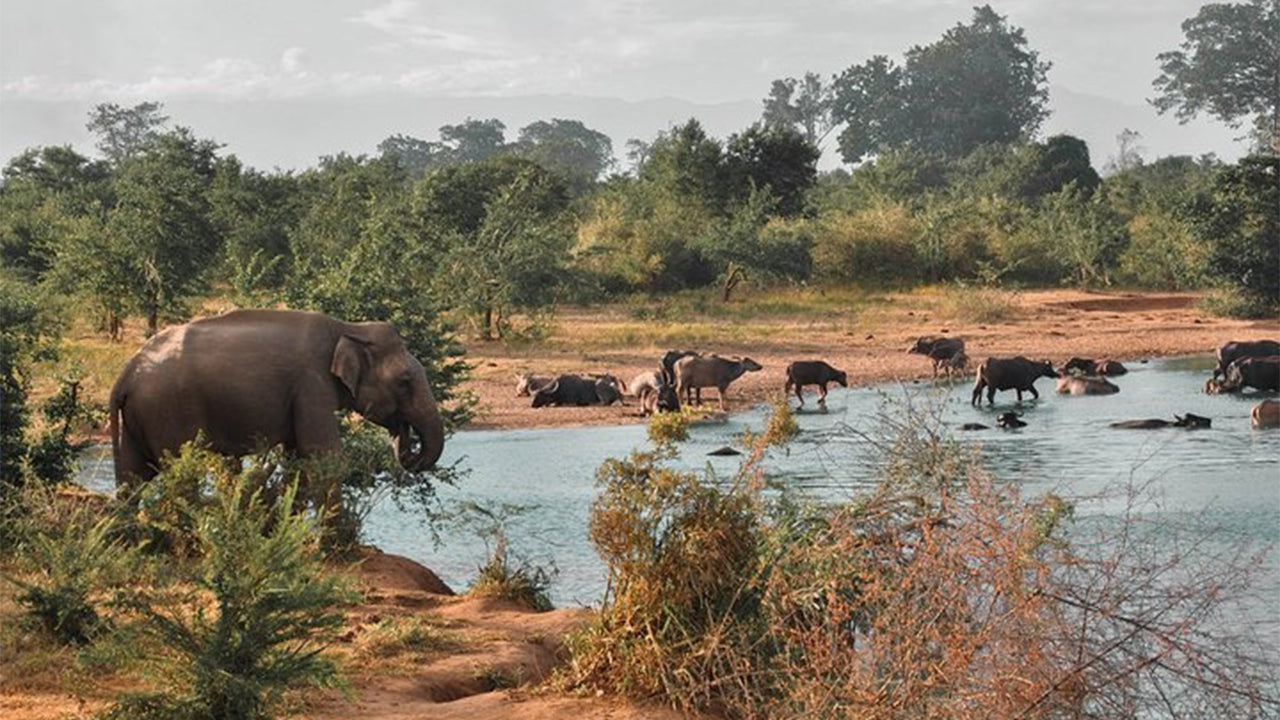 උඩවලව ජාතික වනෝද්‍යාන සෆාරි මිරිස්සෙන්
