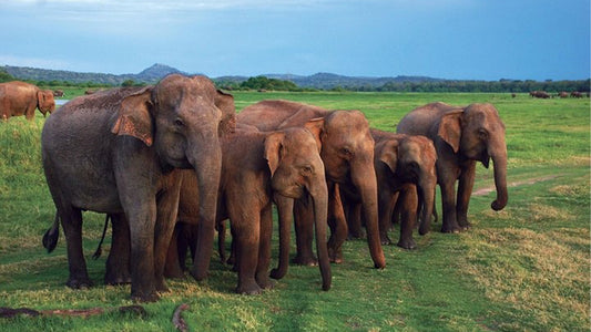 උඩවලව ජාතික වනෝද්‍යාන සෆාරි මිරිස්සෙන්