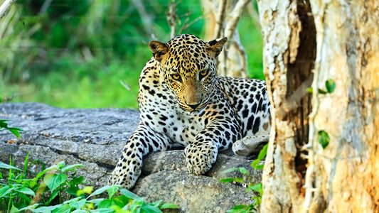 මිරිස්ස සිට යාල ජාතික වනෝද්‍යාන සෆාරියක්