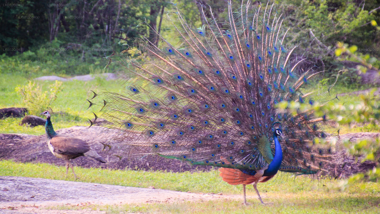 මිරිස්ස සිට යාල ජාතික වනෝද්‍යාන සෆාරියක්