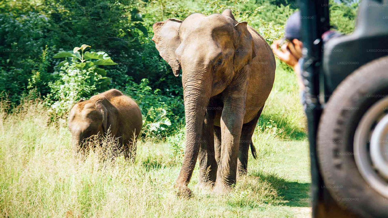 මිරිස්ස සිට යාල ජාතික වනෝද්‍යාන සෆාරියක්