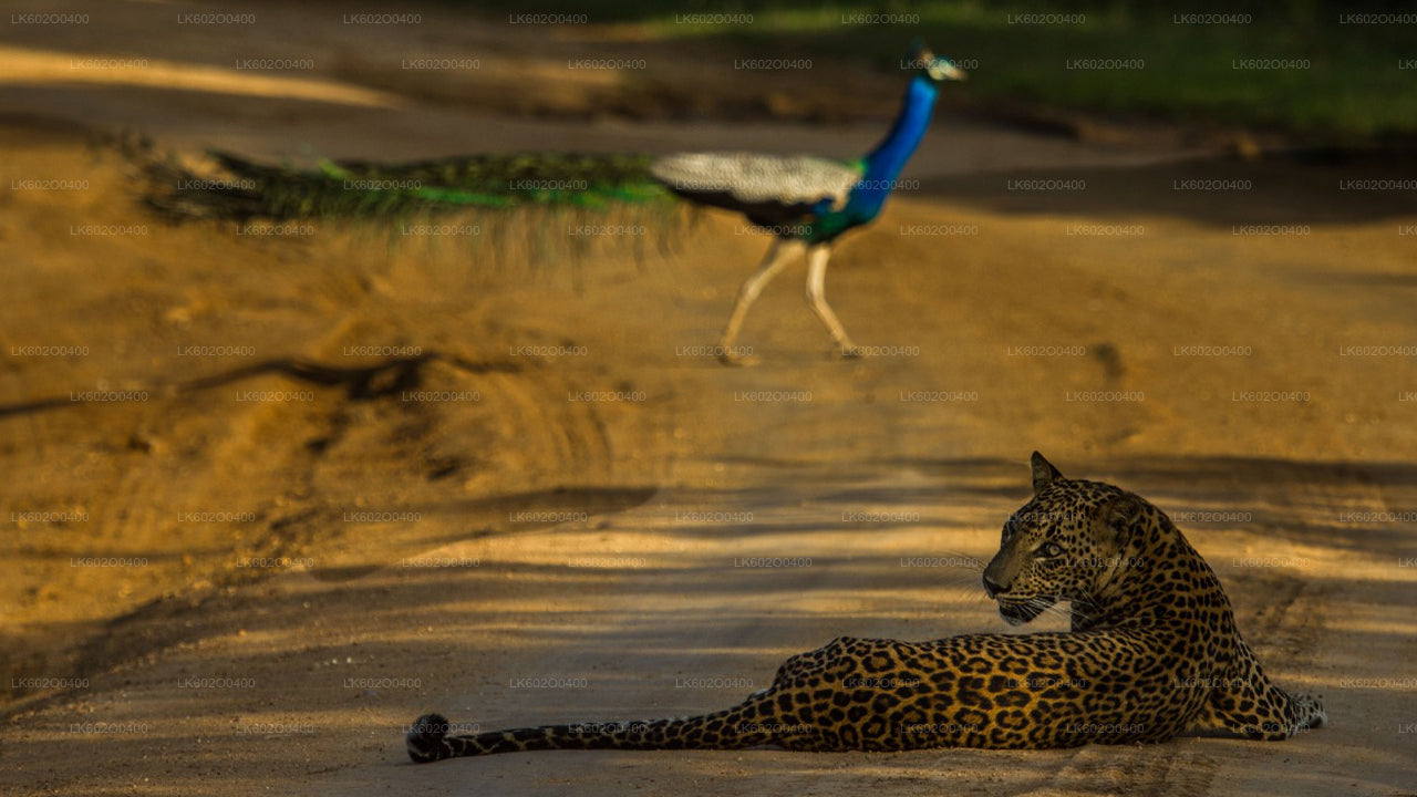 මිරිස්ස සිට යාල ජාතික වනෝද්‍යාන සෆාරියක්