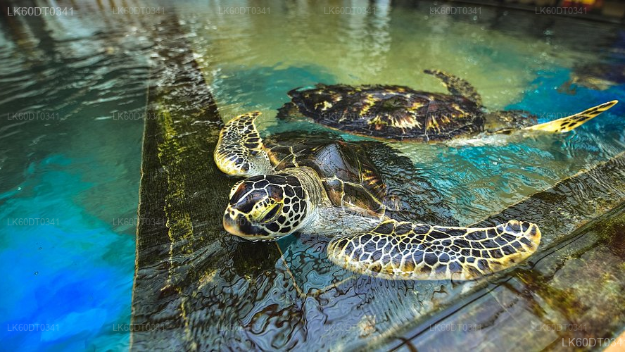 Coastal Transfer from Mirissa to Colombo with Sightseeing Stops