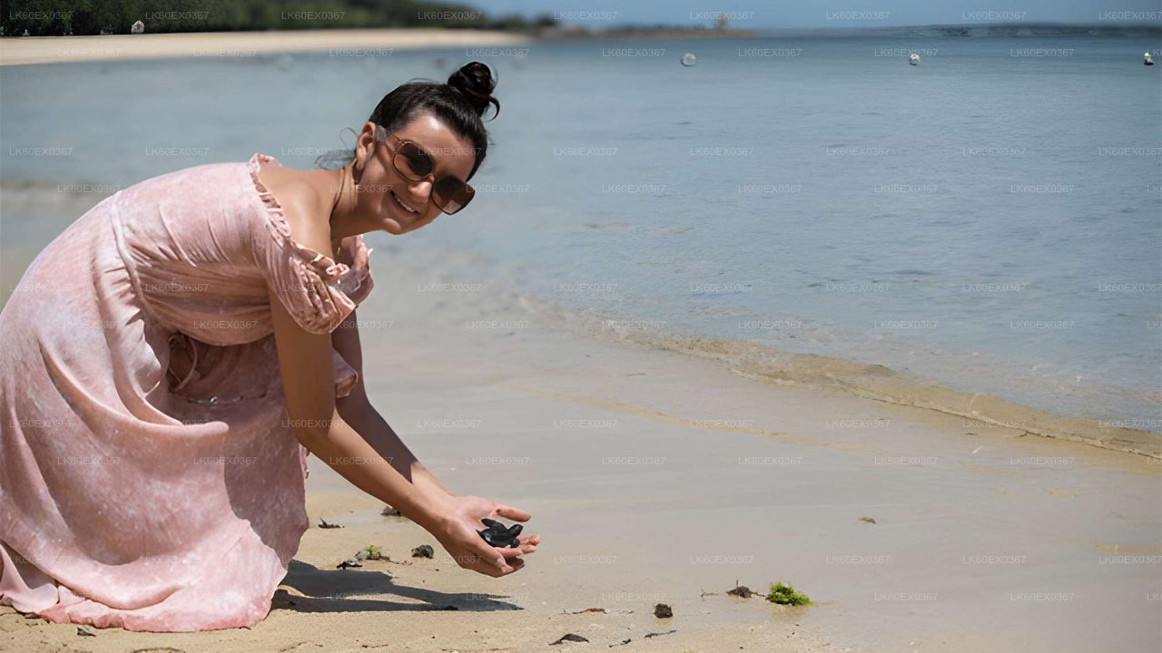 Baby Turtle Release from Weligama