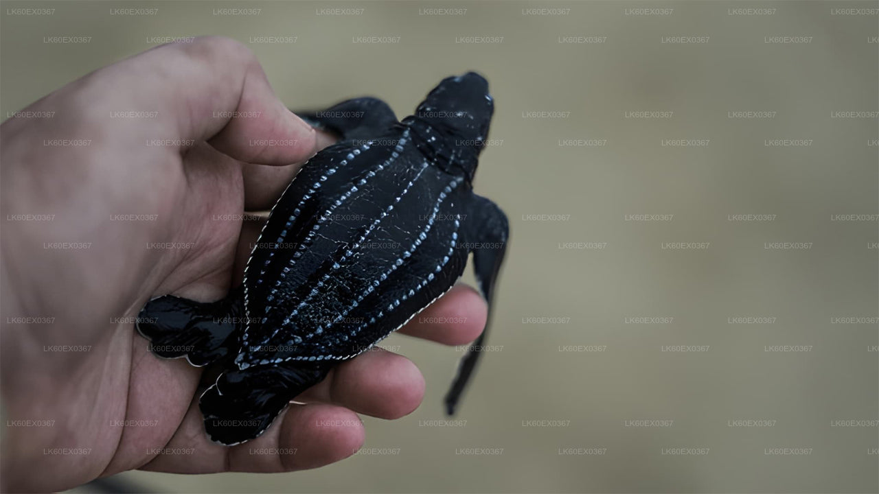 Baby Turtle Release from Weligama