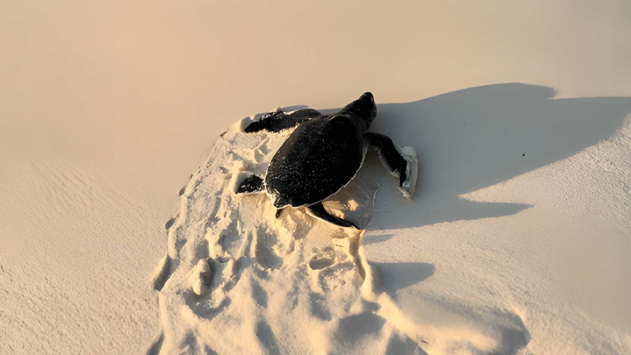 Baby Turtle Release from Weligama