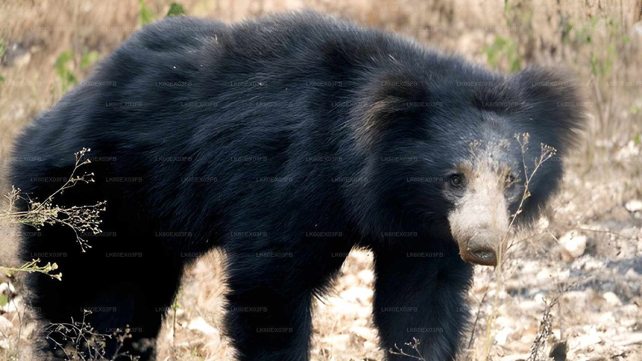 Black bear walking on a rocky terrain with sparse vegetation