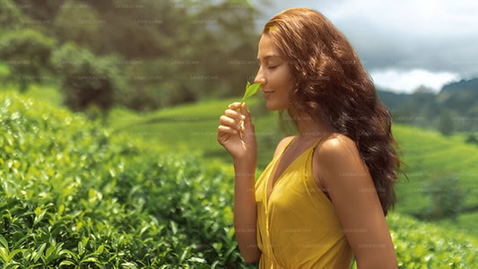 Low-grown Tea Factory Visit and Tea Tasting Experience From Galle