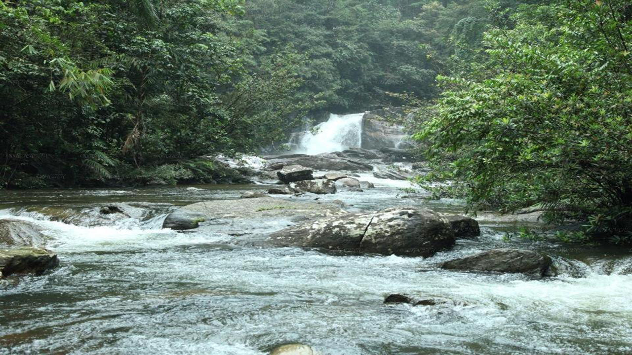 සිංහරාජ වැසි වනාන්තරය ගවේෂණය කරන්න (අර්ධ දින)