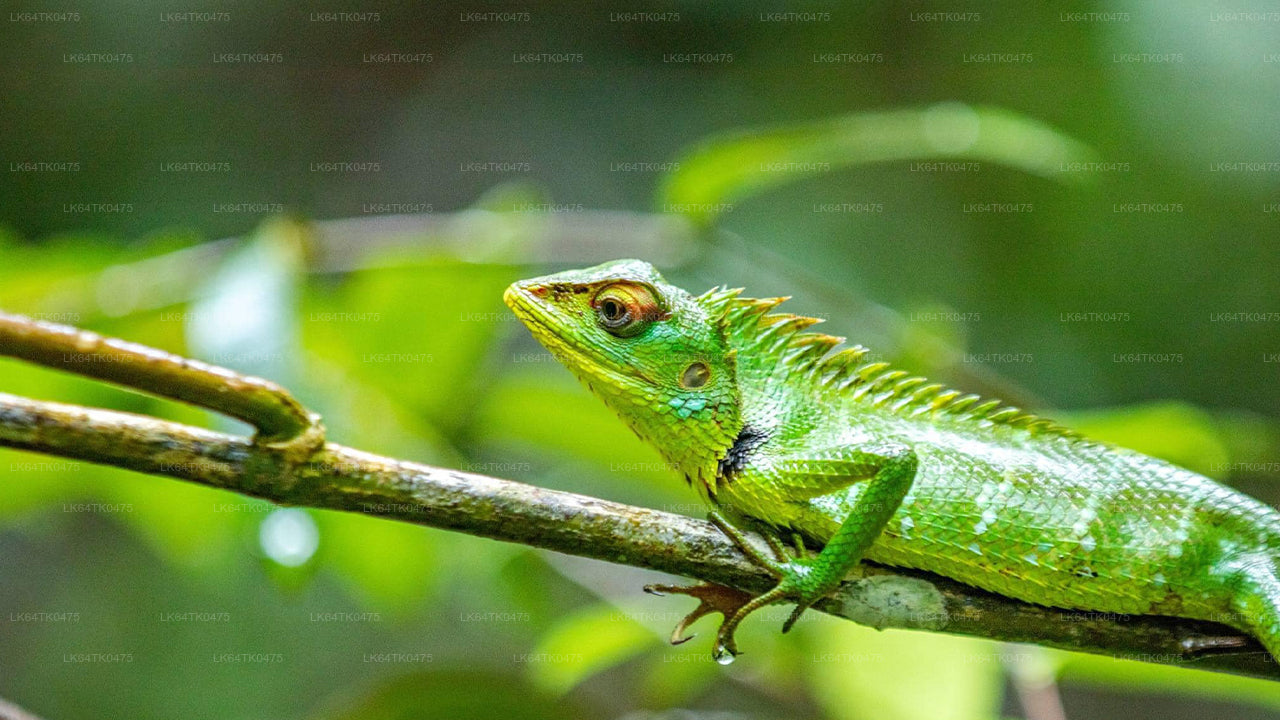 සිංහරාජ වැසි වනාන්තරයේ සිට කුරුළු නැරඹීම