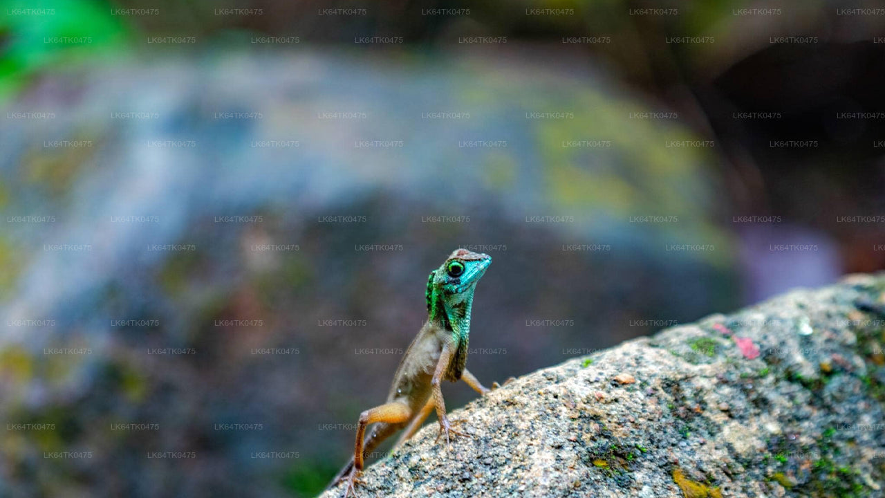 සිංහරාජ වැසි වනාන්තරයේ සිට කුරුළු නැරඹීම