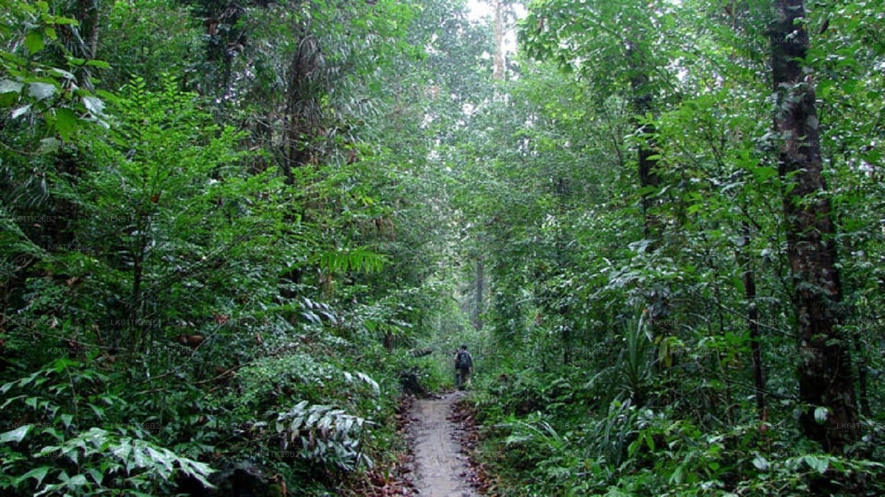 සිංහරාජ වැසි වනාන්තරයේ සිට සිංහ පර්වතයට ගමනක්