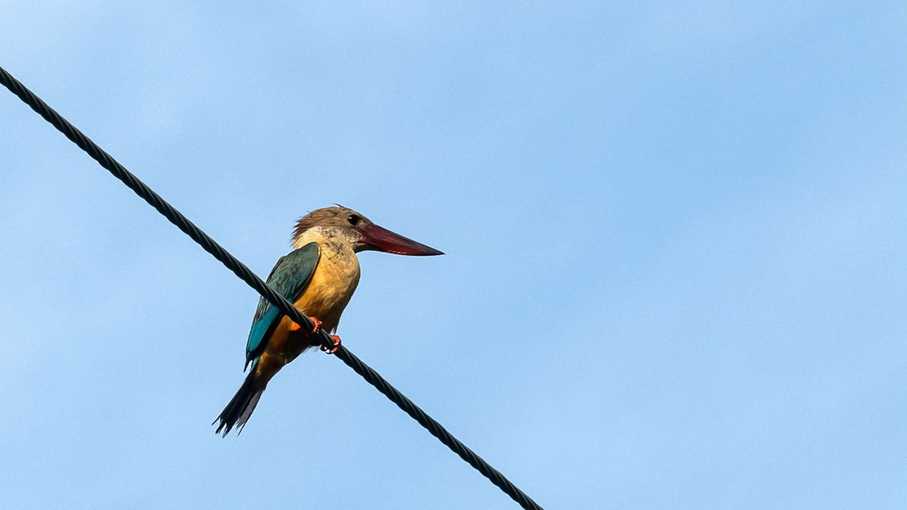 Bird Watching from Koggala Lake