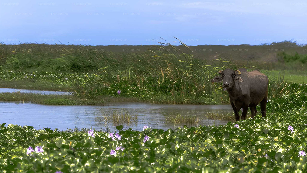 හම්බන්තොට වරායේ සිට බුන්දල ජාතික වනෝද්‍යාන සෆාරියක්