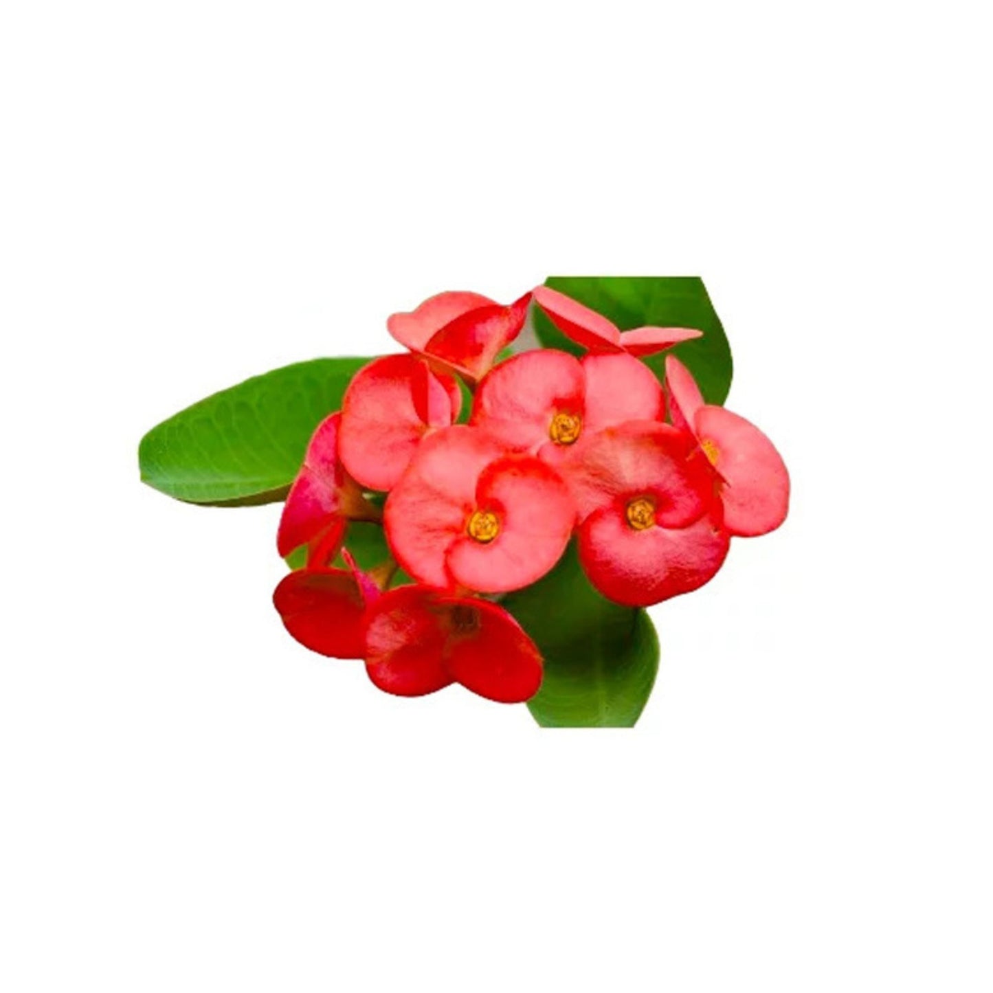 Lakpura® Euphorbia Plant