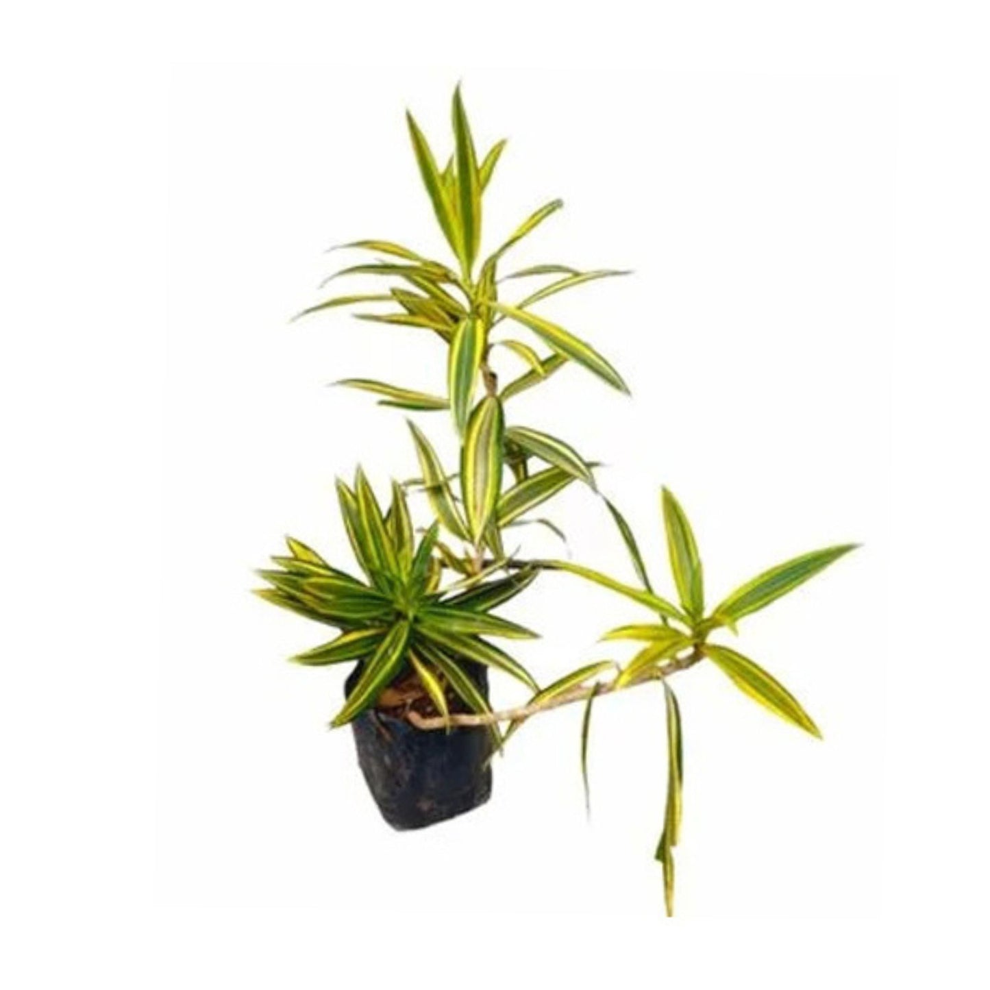 Lakpura® Song of India Plant