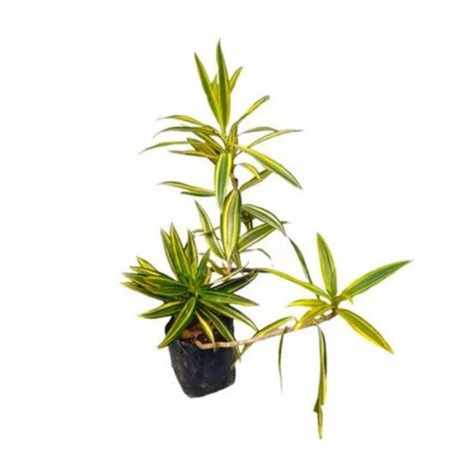 Lakpura® Song of India Plant