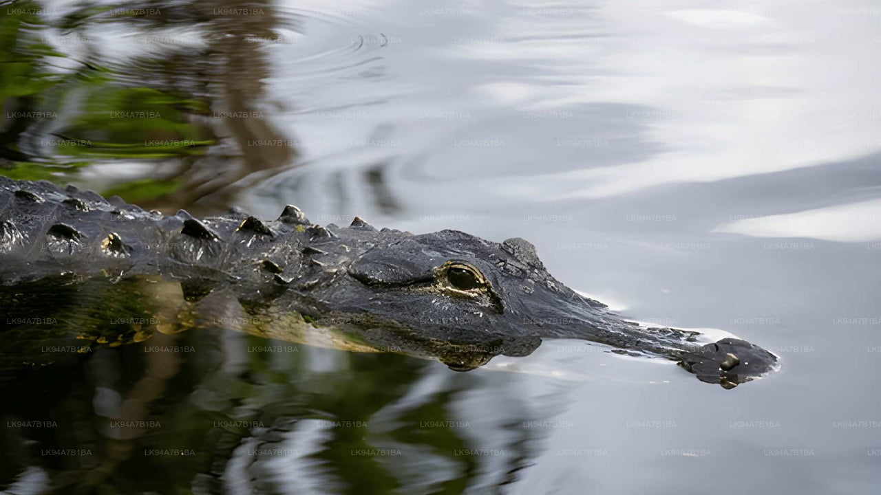 Alligator partially submerged in water with reflections on the surface