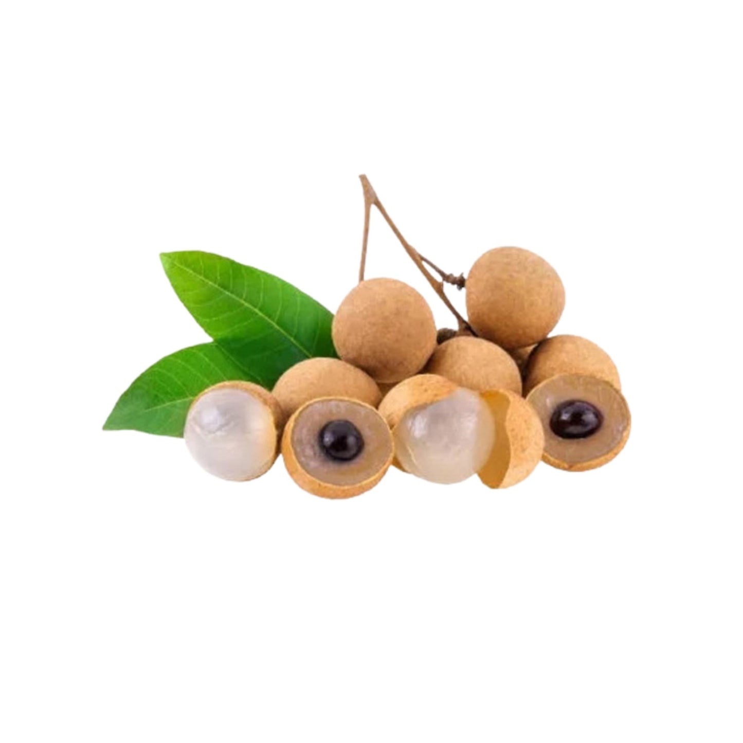 Lakpura® Sweet longan (Pani Mora) Plant