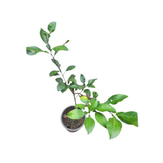 Lakpura® Ceylon Jamanarang Plant