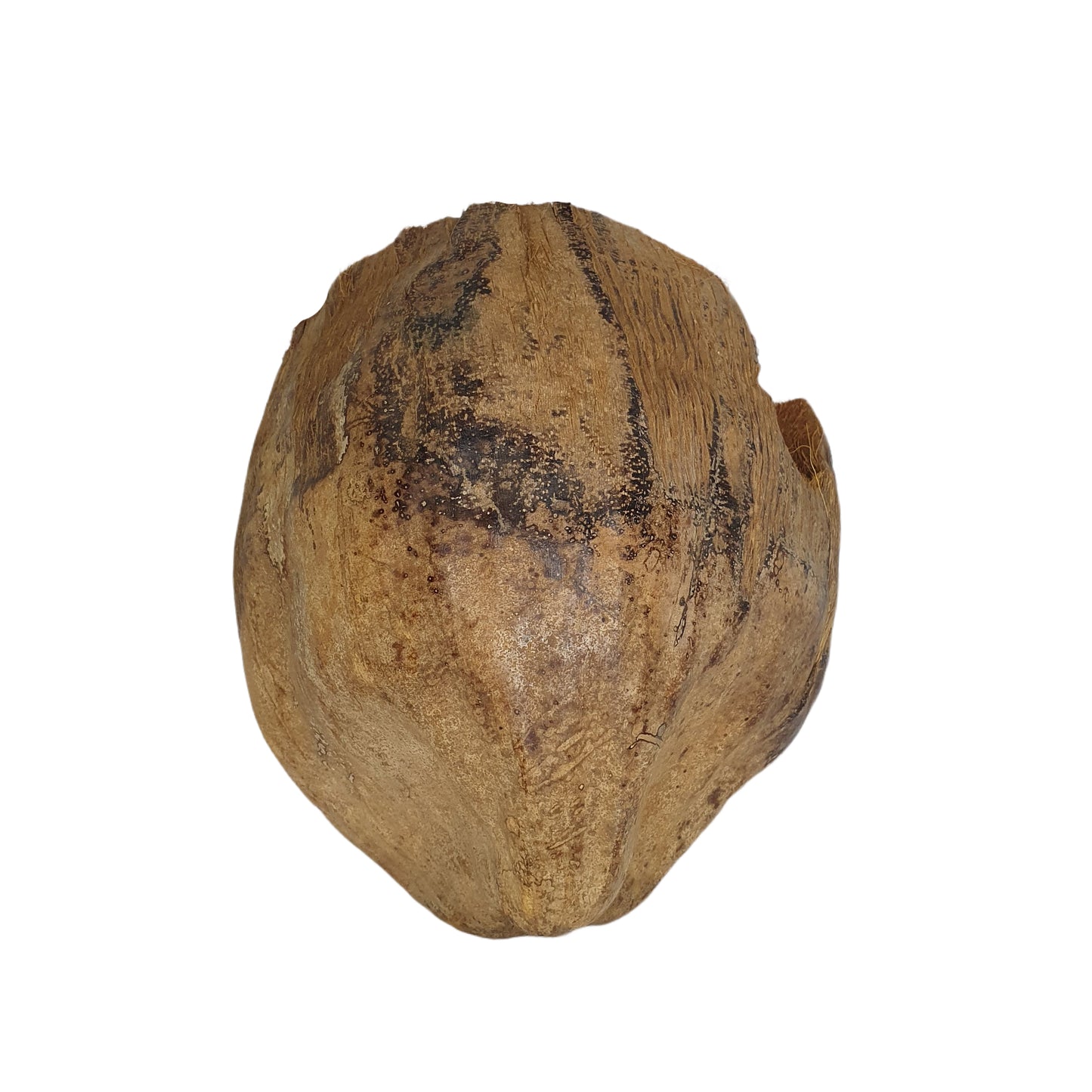 Bivenro Natural 3/4 Cocoa Hideout With Husk design (Free Size)