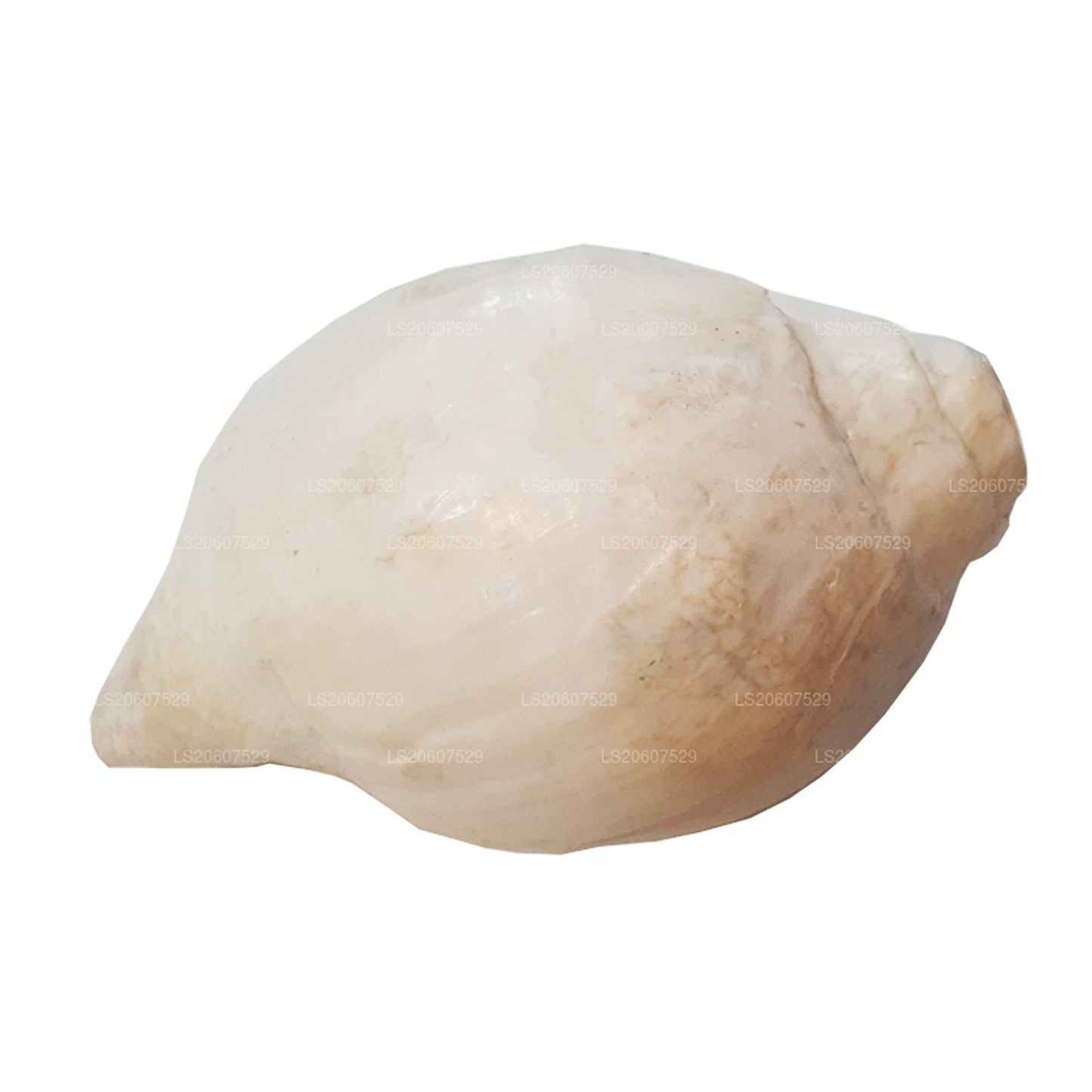 Lakpura® Sri Lankan Hakgediya