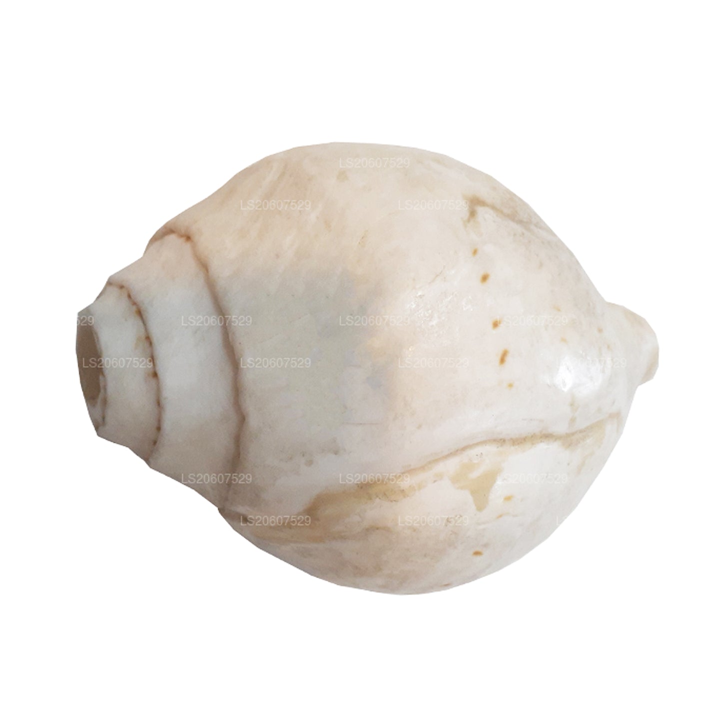 Lakpura® Sri Lankan Hakgediya