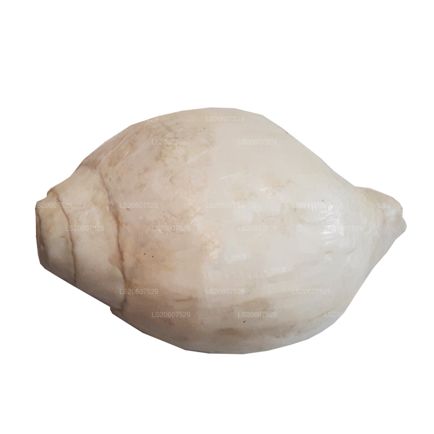 Lakpura® Sri Lankan Hakgediya