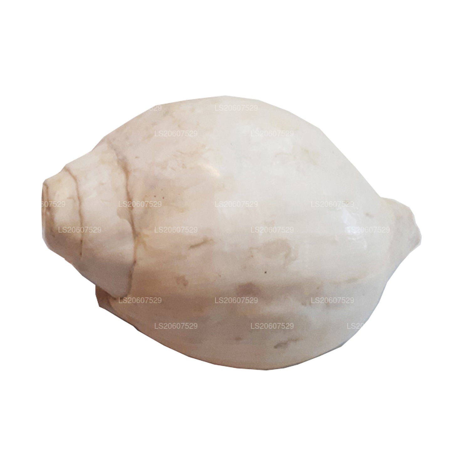 Lakpura® Sri Lankan Hakgediya