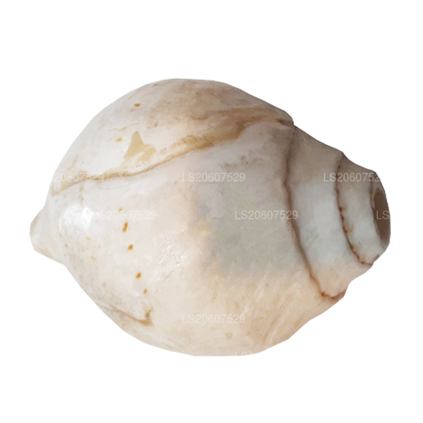 Lakpura® Sri Lankan Hakgediya